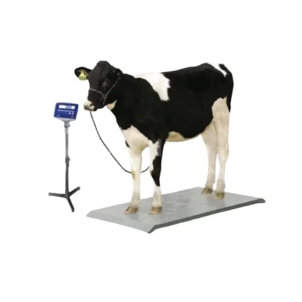 Animal Cow Weight Scale in BD, Animal Cow Weight Scale Price in BD, Animal Cow Weight Scale in Bangladesh, Animal Cow Weight Scale Price in Bangladesh, Animal Cow Weight Scale Supplier in Bangladesh.